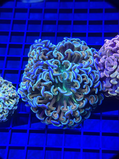 Soul Shaker Ultra Malaysian Fat Head Hammer