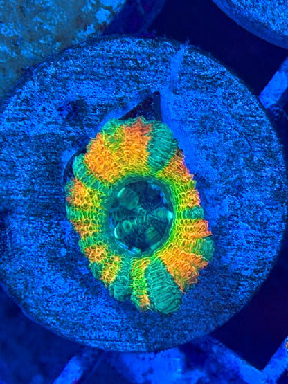 Sun God Malay Acan