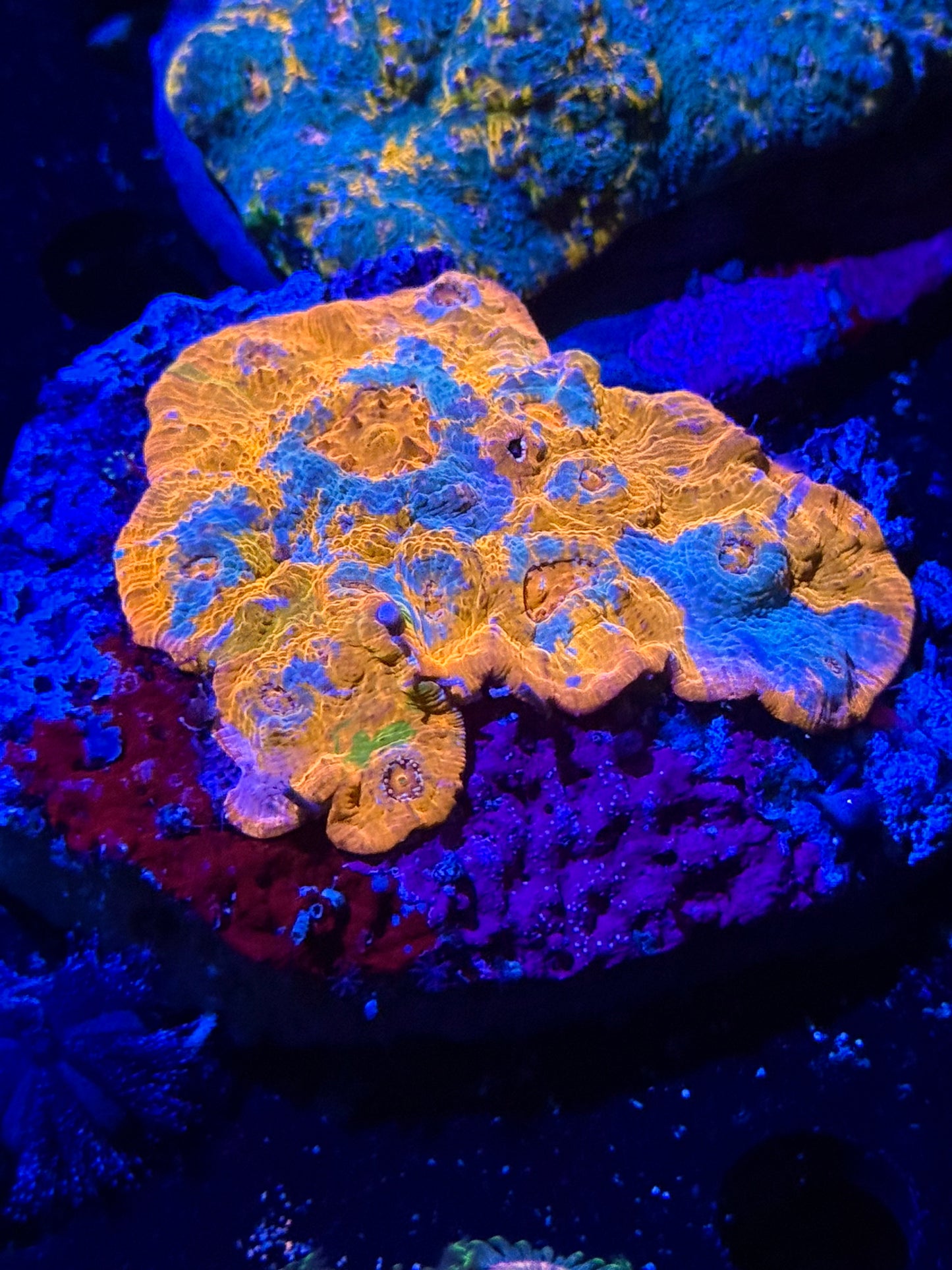Marble Rainbow Chalice Colony