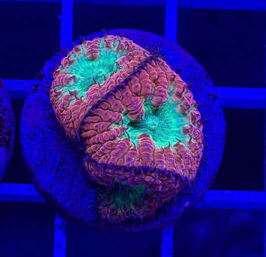 Triple Mermaid Blasto (Vivida)