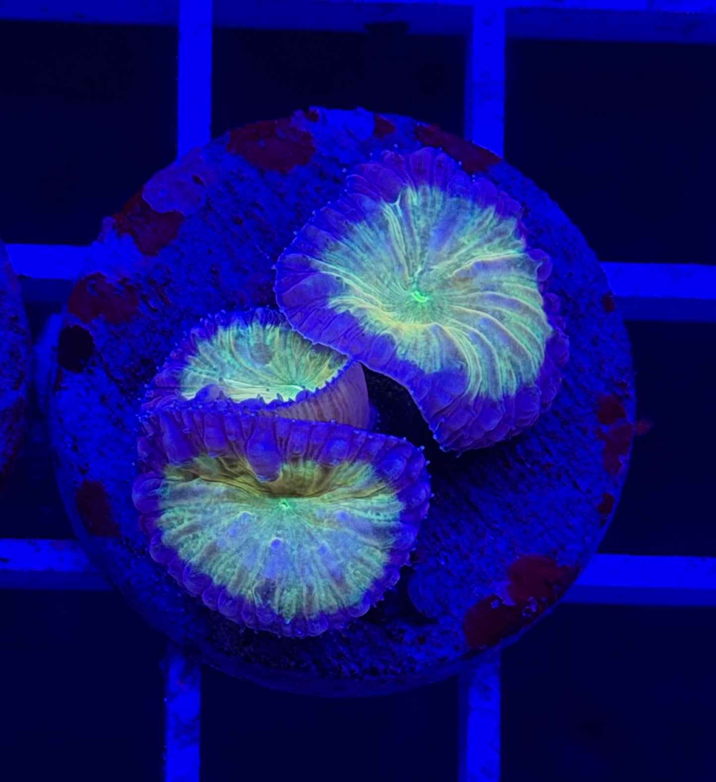 Triple Simba Blasto (Vivida)