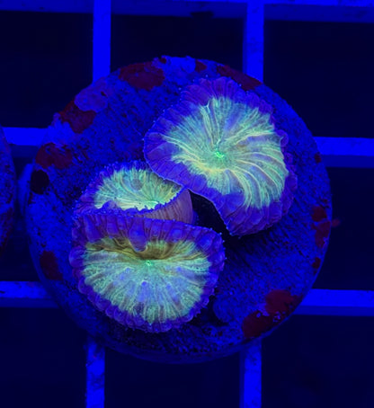 Triple Simba Blasto (Vivida)