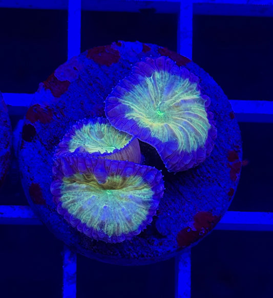 Triple Simba Blasto (Vivida)