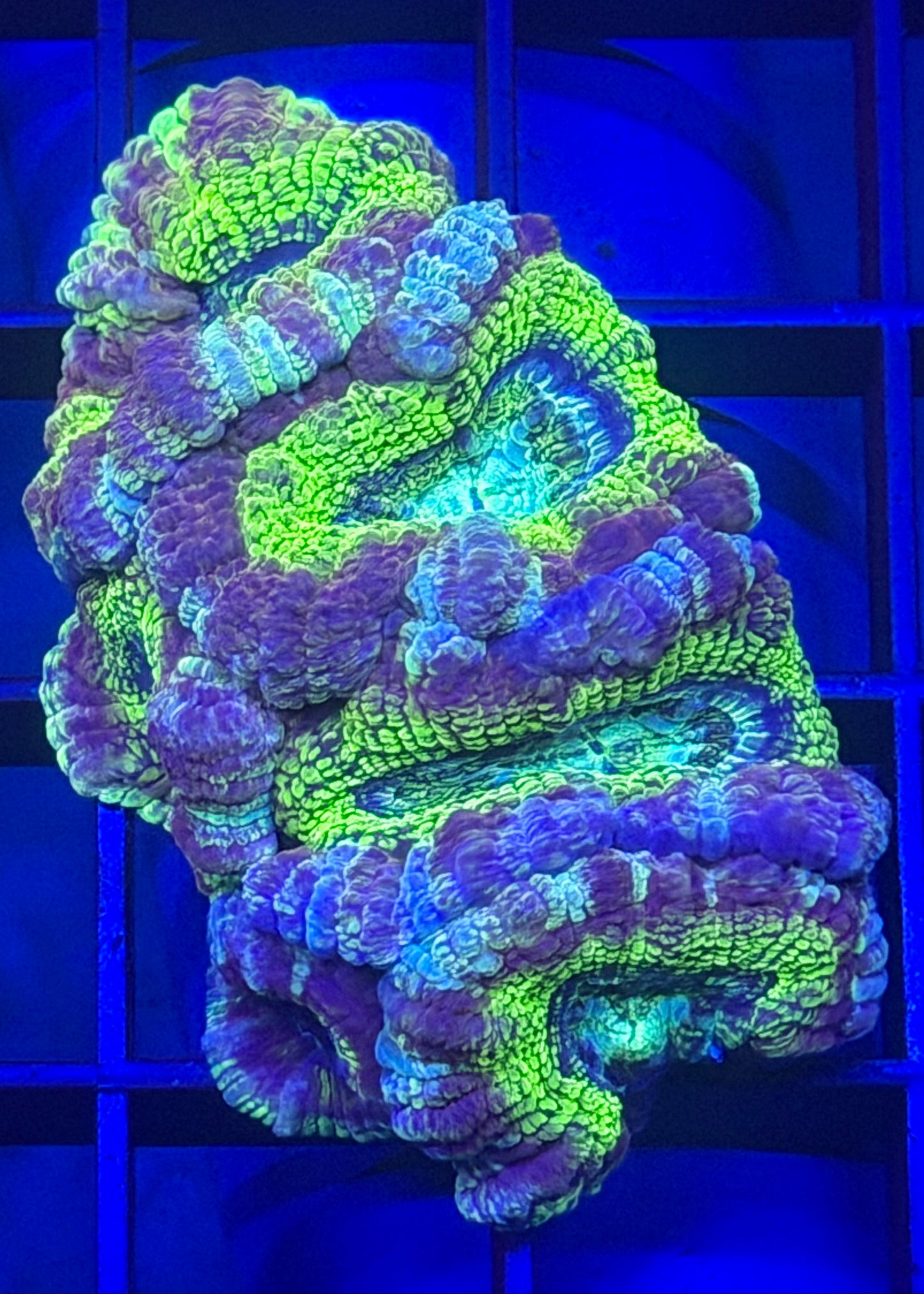 TPZ Taj Mahal Glitter Asian Acan Mini Colony