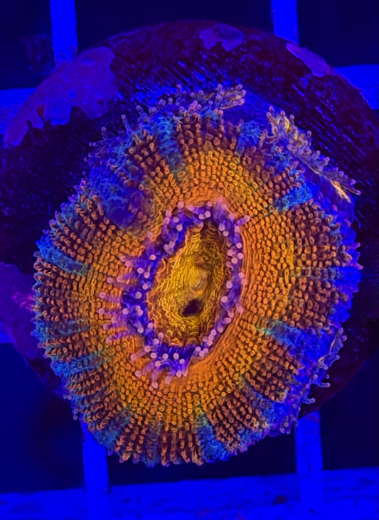 Rainbow Sunrise Acan (with 6 babies)