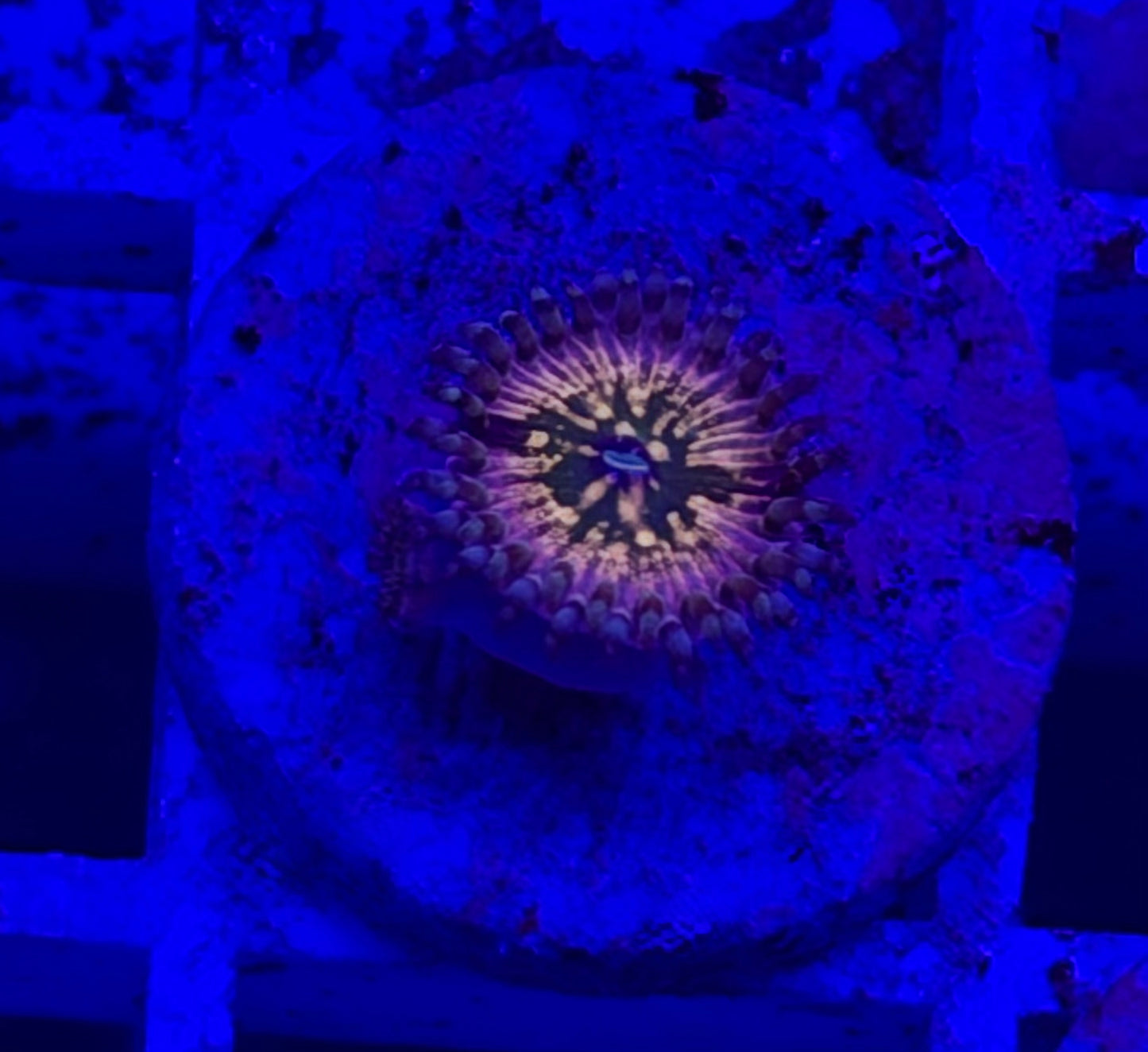 Monster's Inc Zoa with Baby