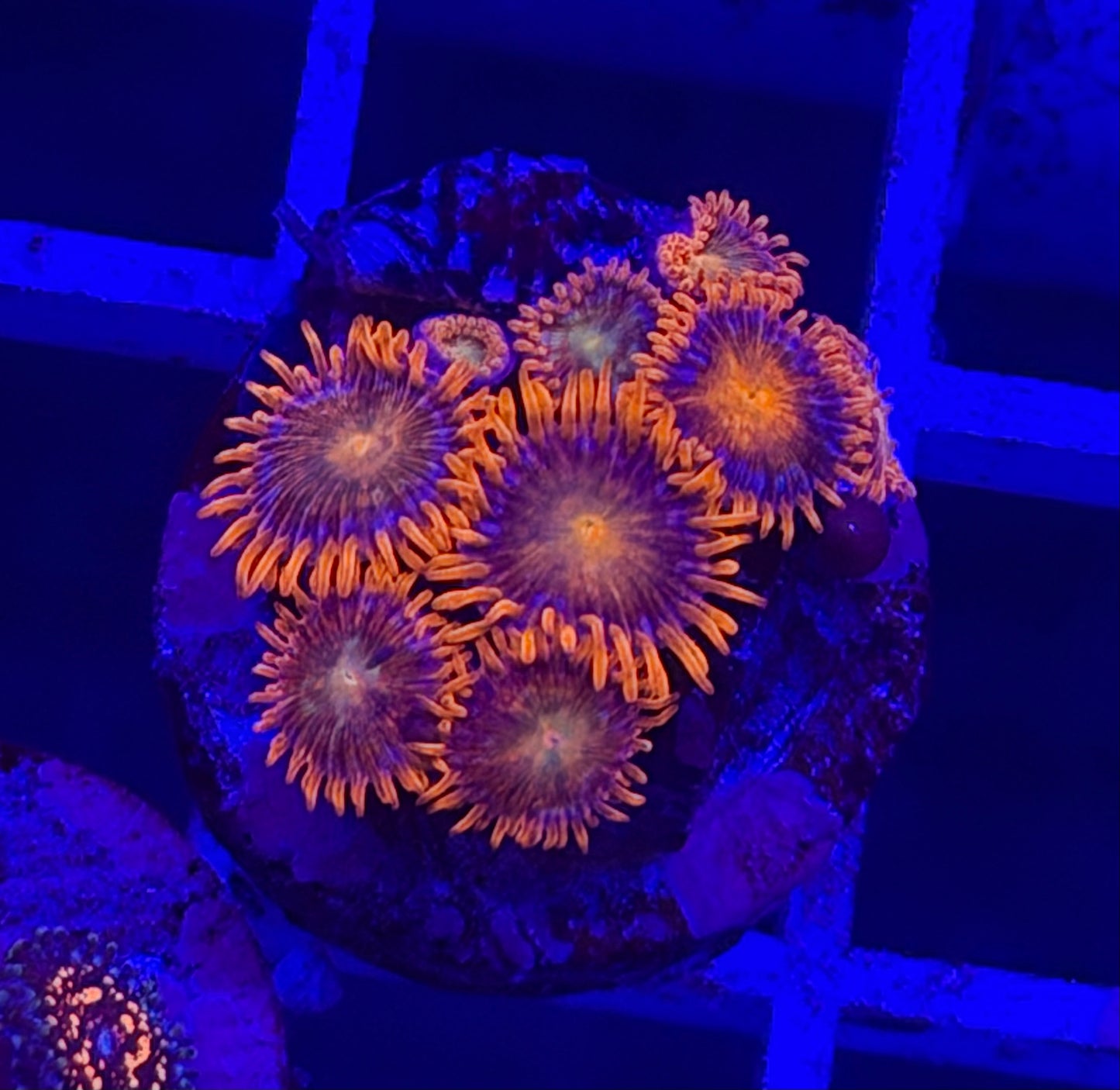 ACI Lorax Zoa