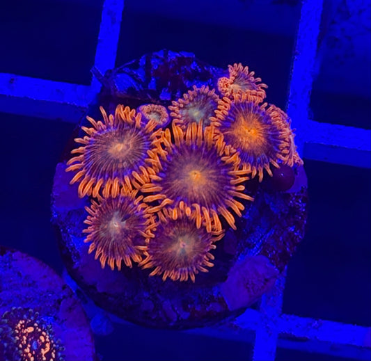 ACI Lorax Zoa