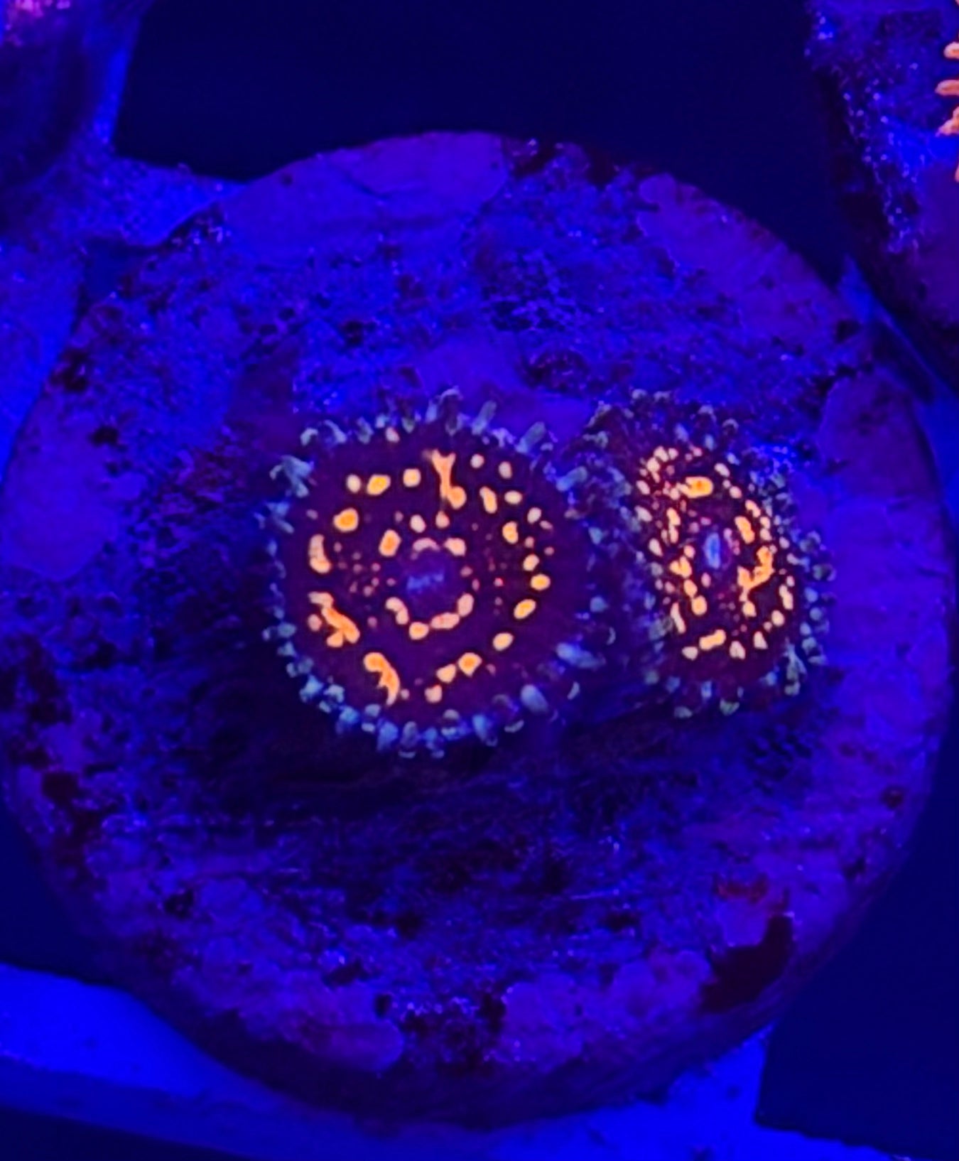 Double USM Zoa