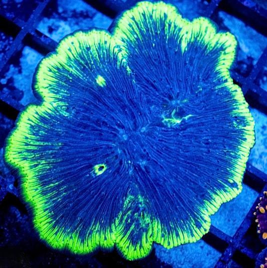 Arctic Circle Diaseris
