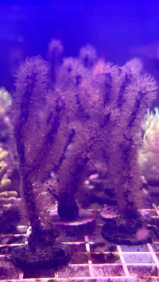NON WYSIWYG Photosynthetic Gorgonian