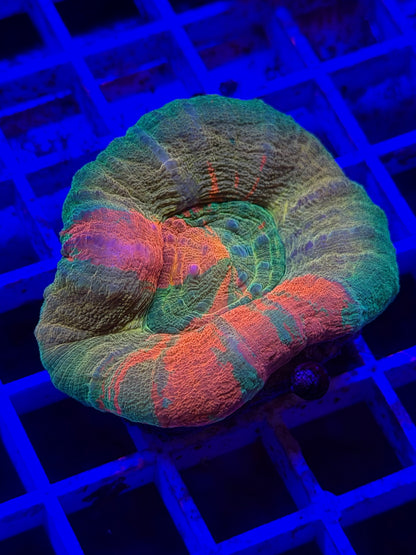 Ultra Scoly