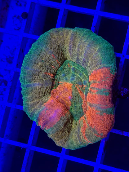 Ultra Scoly