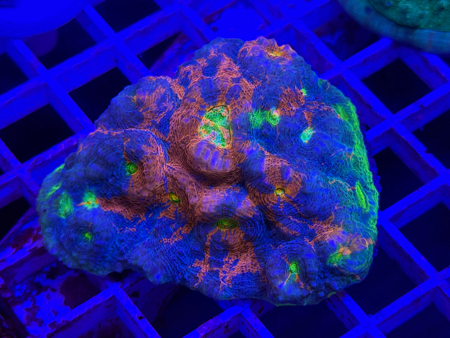 Rainbow Jelly Grub Chalice Colony