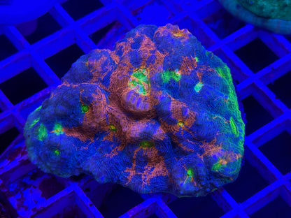 Rainbow Jelly Grub Chalice Colony