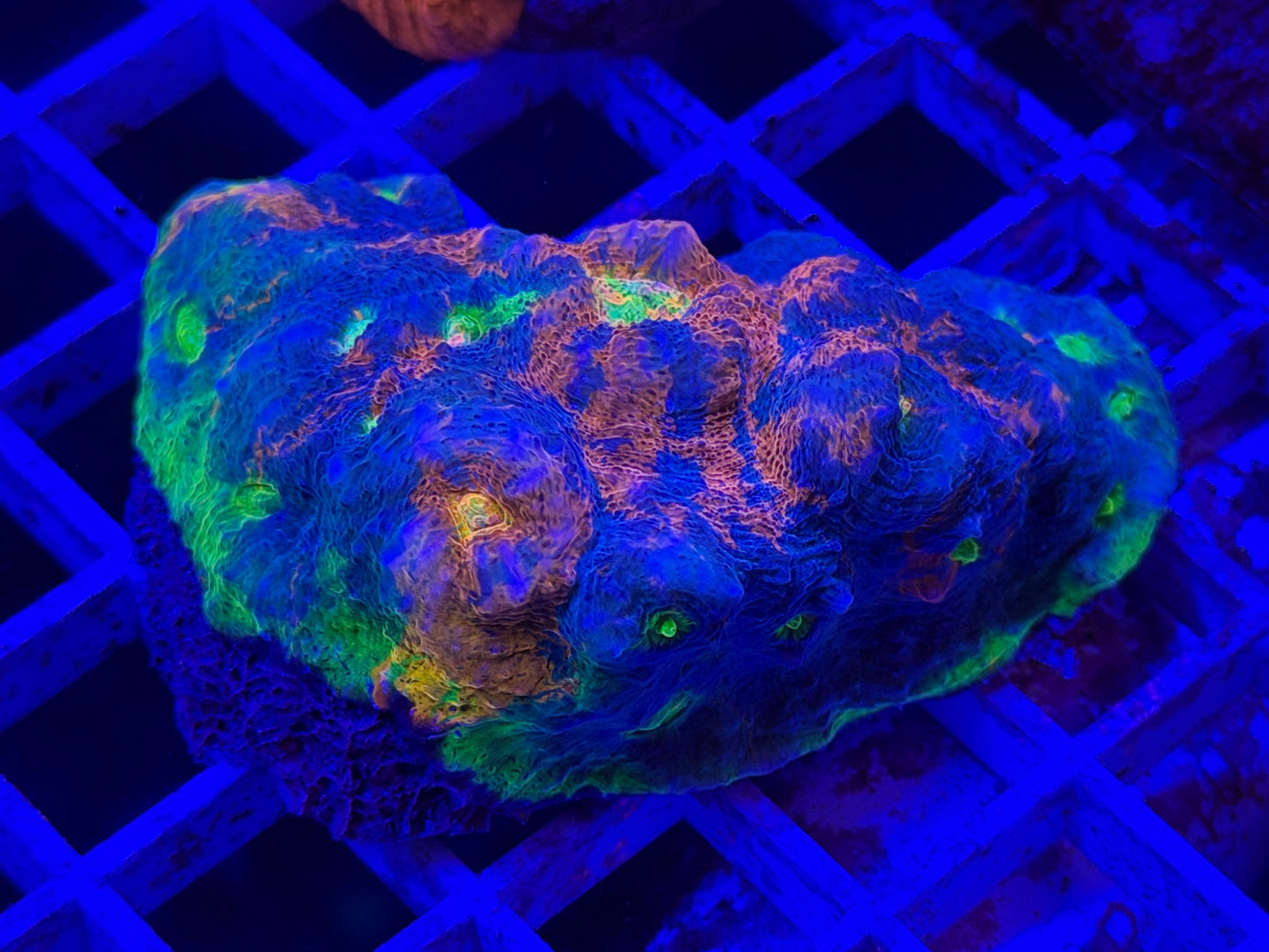 Rainbow Jelly Grub Chalice Colony