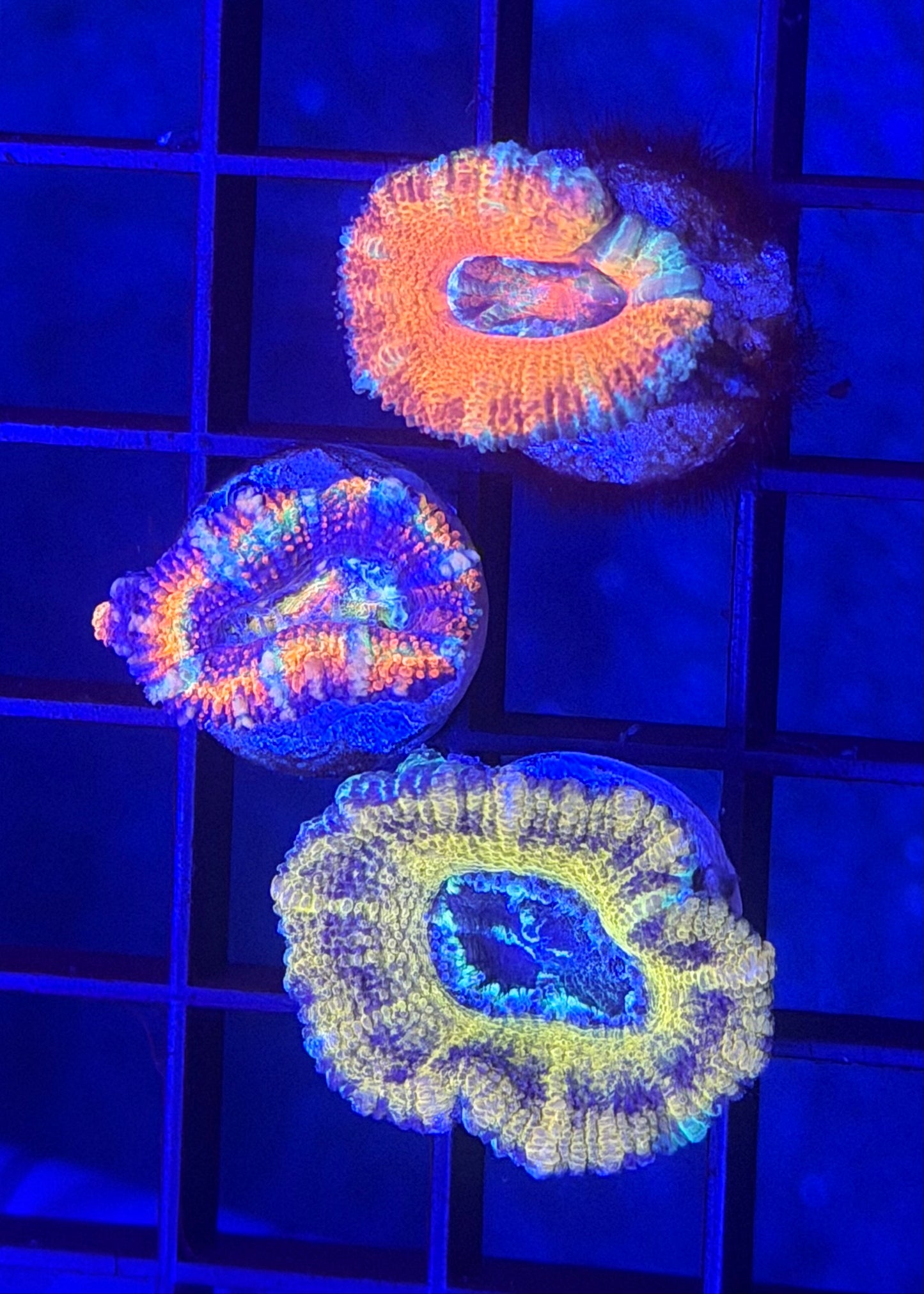 Aussie Acan Pack