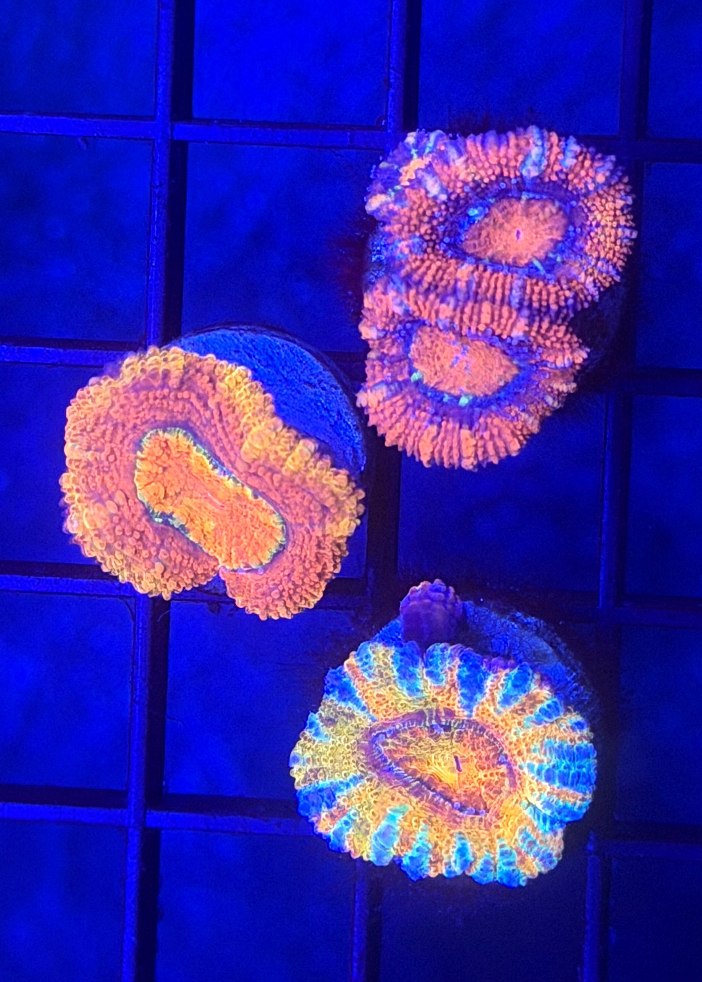 Aussie Acan Pack