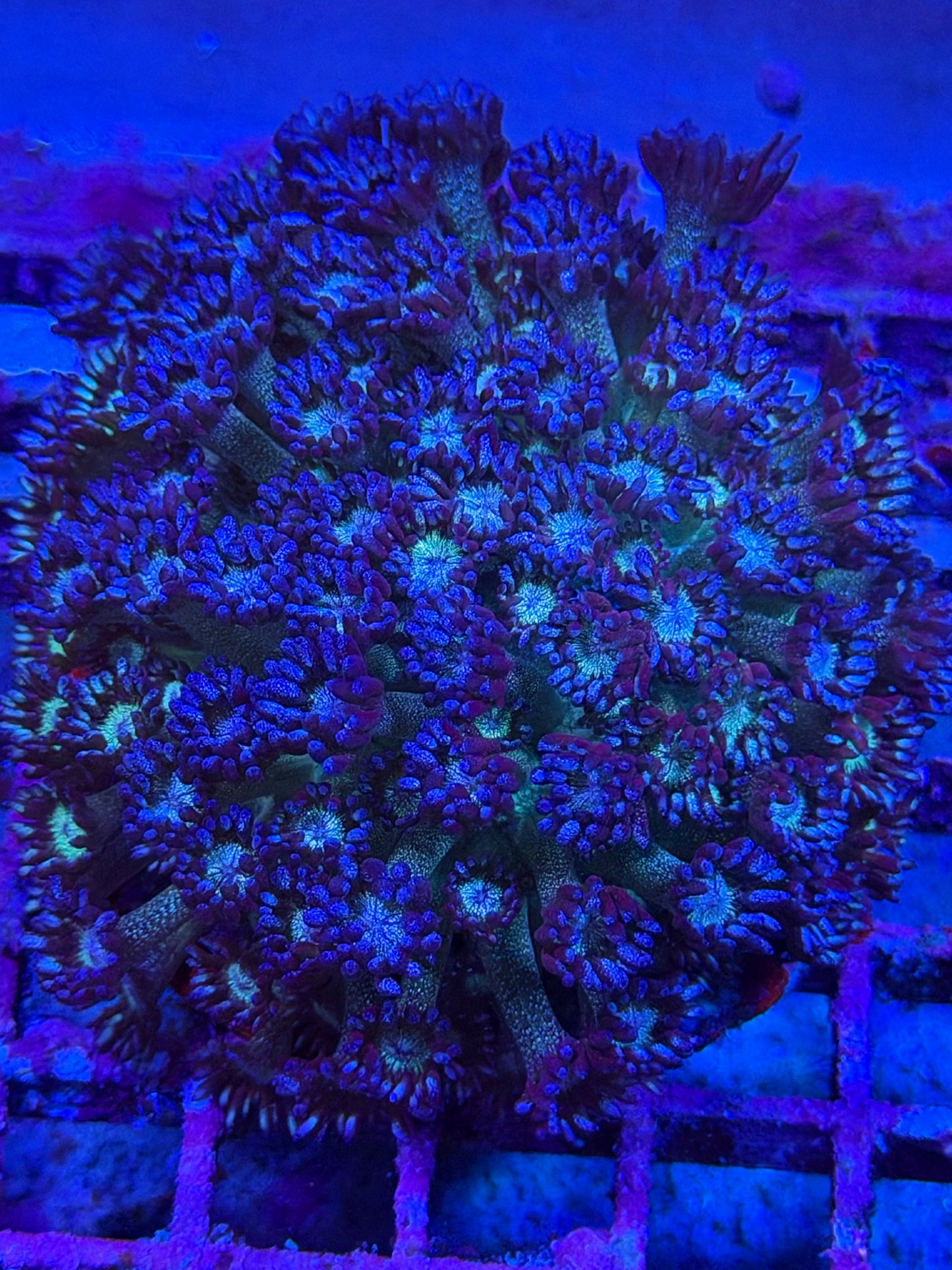 Poseidon's Farts Blue Glitter Bomb Goniopora Colony