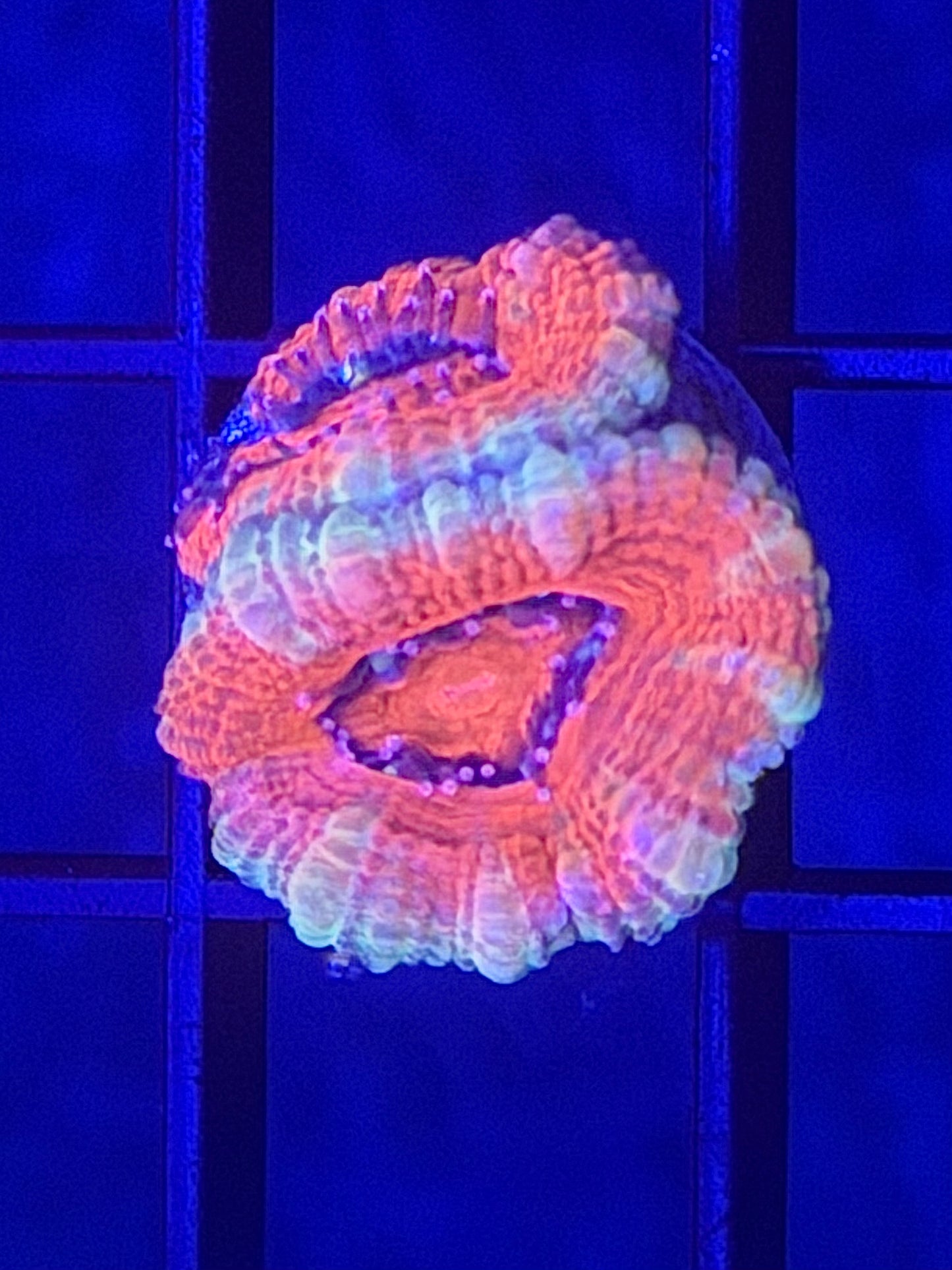 TPZ Sweet Hearts Aussie Acan