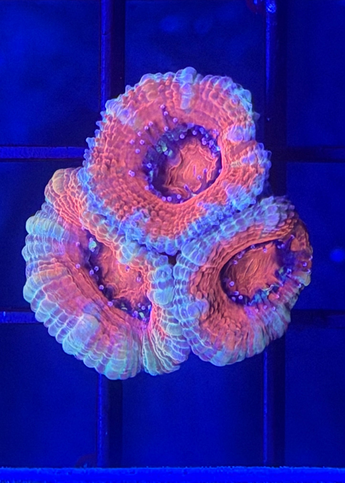 TPZ Sweet Hearts Aussie Acan