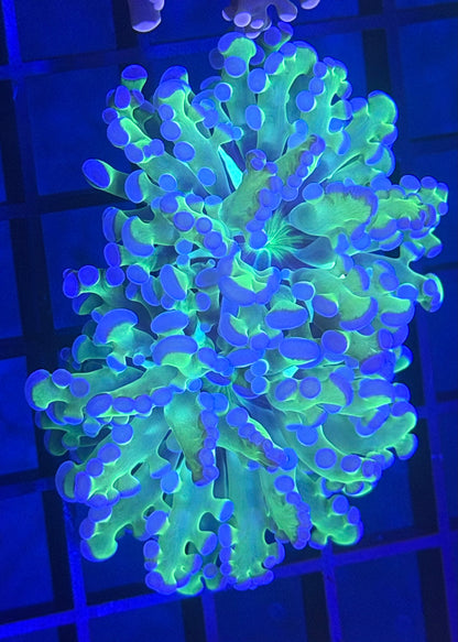 TPZ Outer Reaches Bi Color Frogspawn