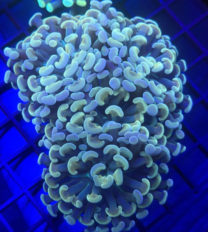 Triple TPZ Gutter Rat Hammer Coral