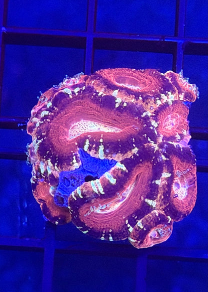 TPZ Suga Plum Asian Acan
