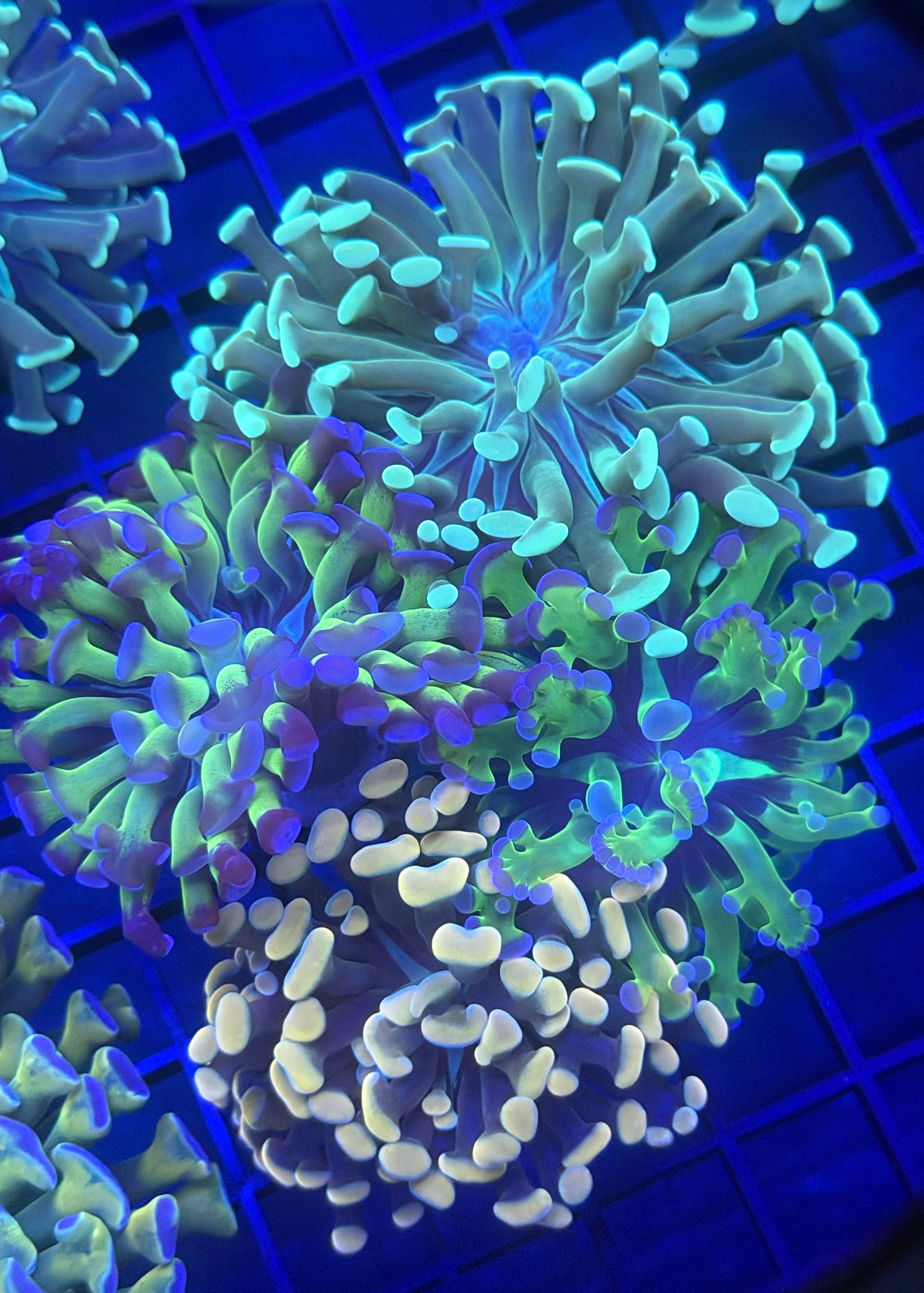 Euphyllia Pack