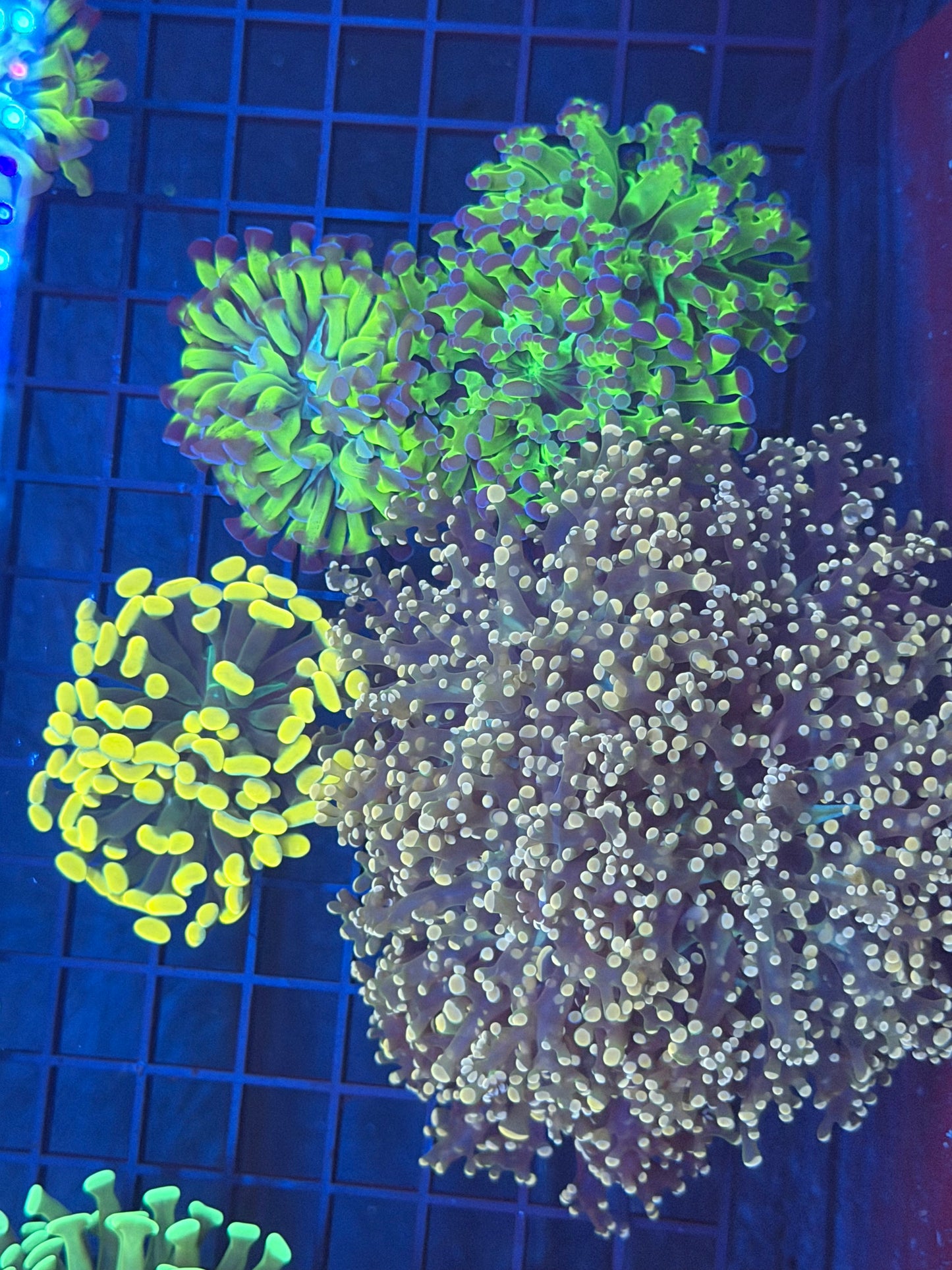 Euphyllia Pack