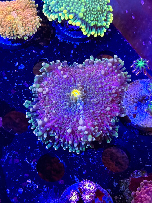 Pink Orchid Gumball Yuma