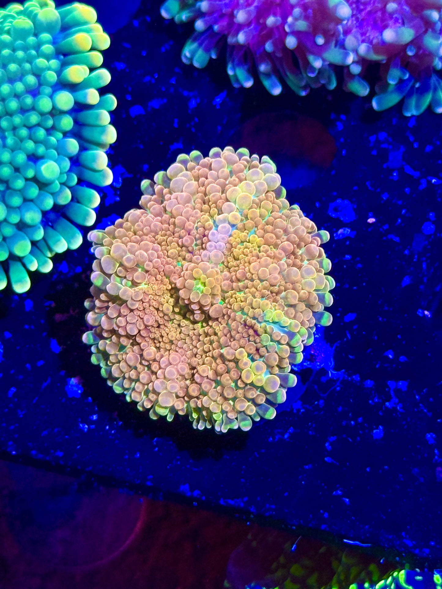 Peaches & Cream Gumball Yuma