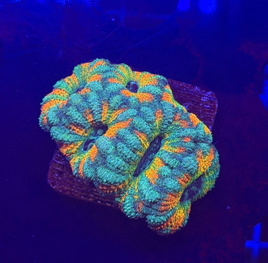 Mother Gaia (Pagani Variant) Maylay Acan 5 Heads + 2 Babies