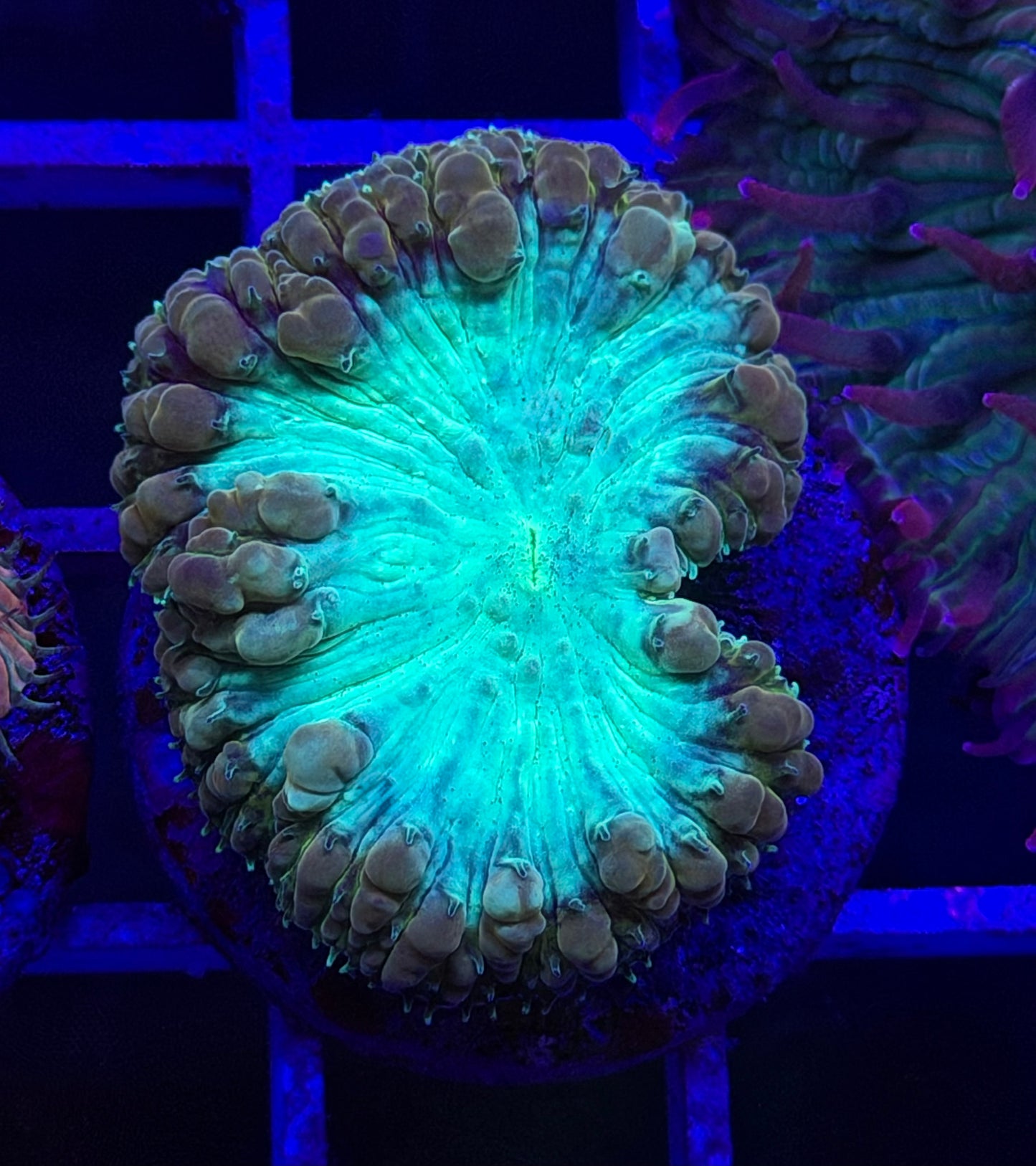 Permafrost Blasto (Vivida)