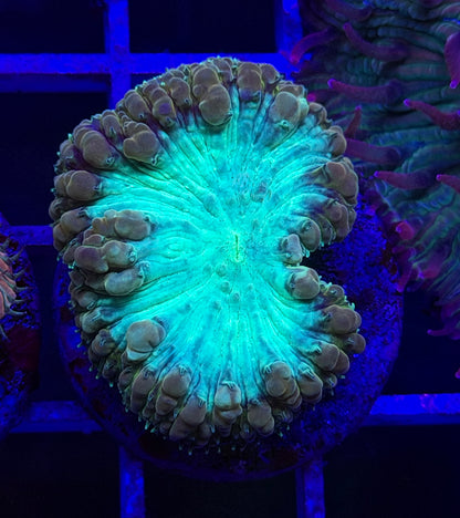 Permafrost Blasto (Vivida)