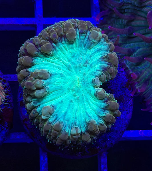 Permafrost Blasto (Vivida)