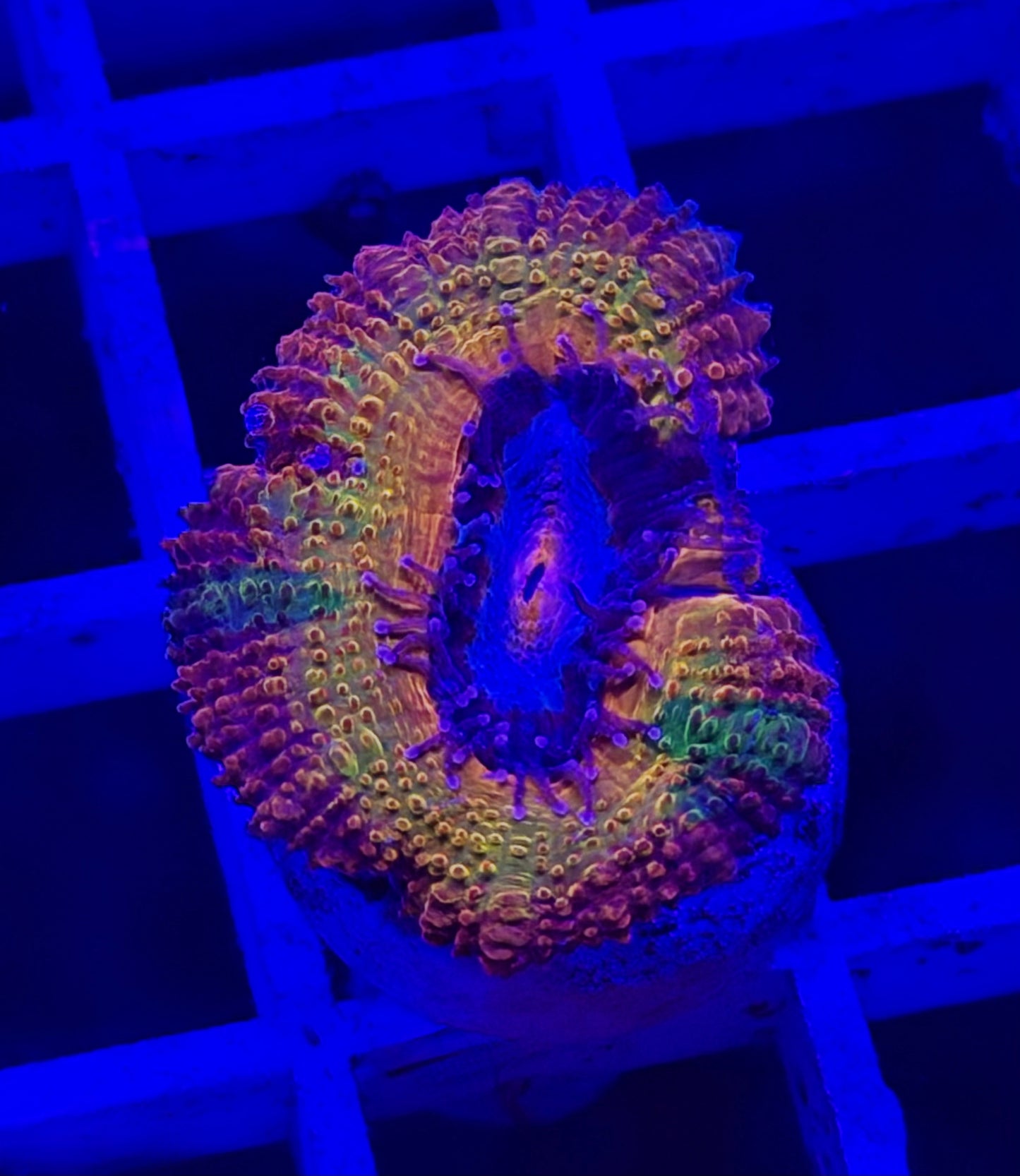 Chemical Romance Rainbow Acan