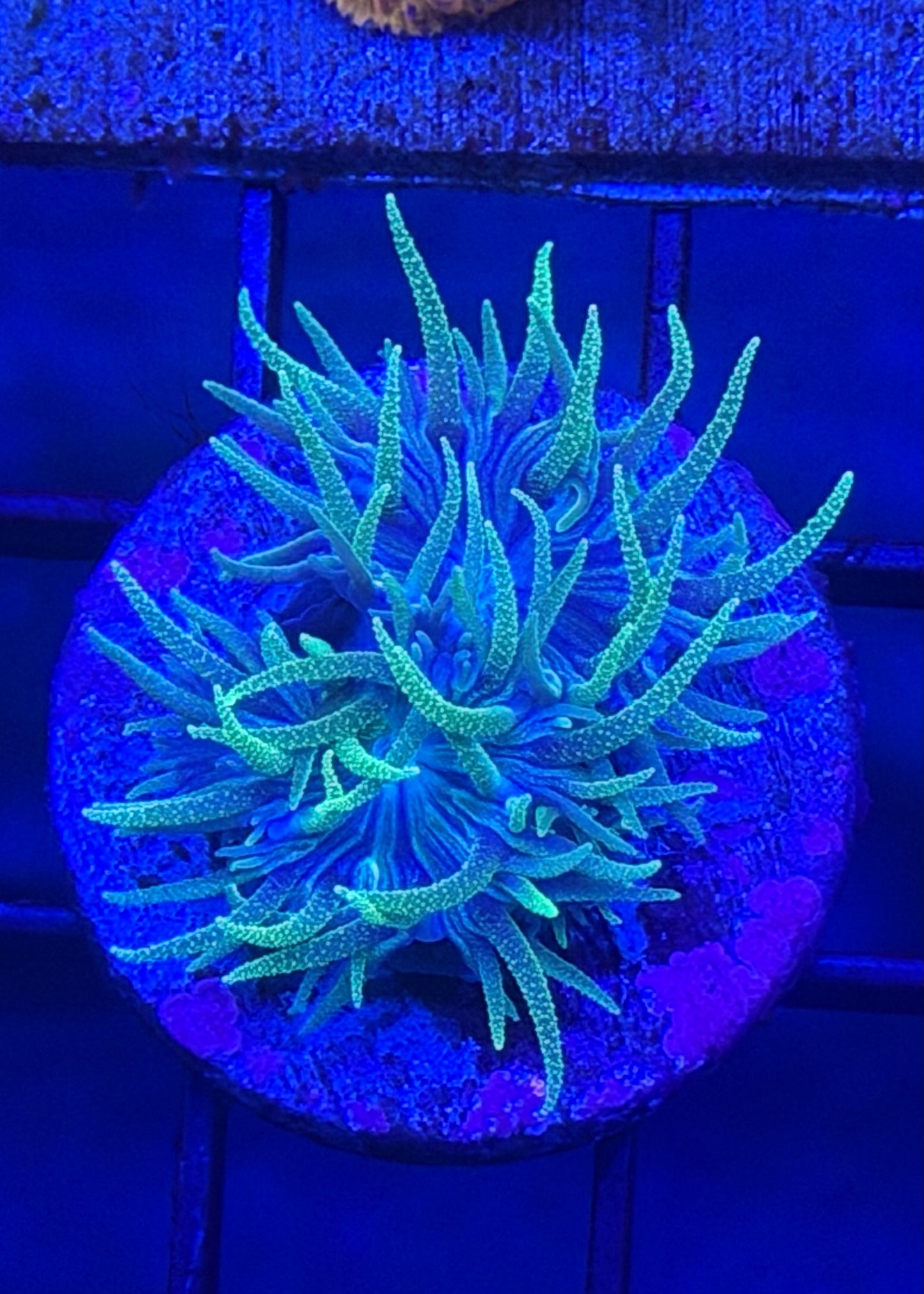 TPZ Pixie Dust Glitter Duncan (Aussie)