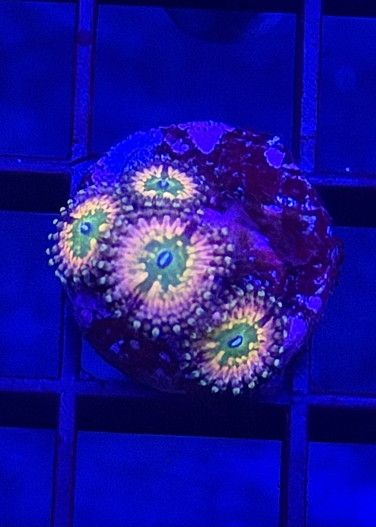 CK Monser's Inc Zoa