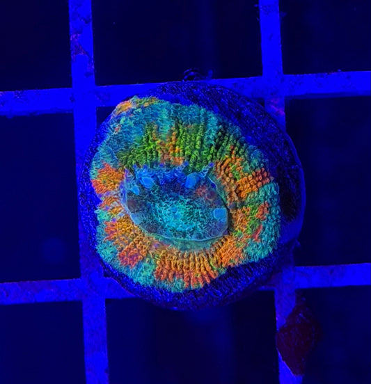 Mother Gaia Malay Acan (High Graft w/ Babies)