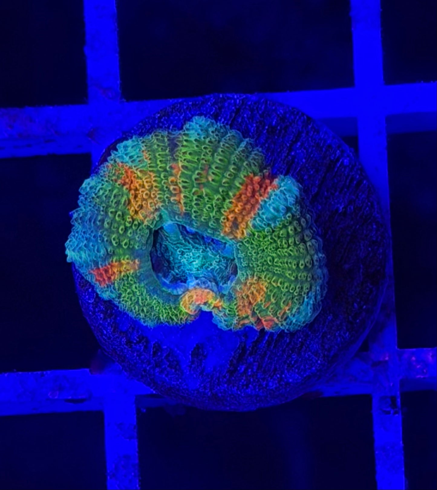 Mother Gaia Malay Acan (High Graft)