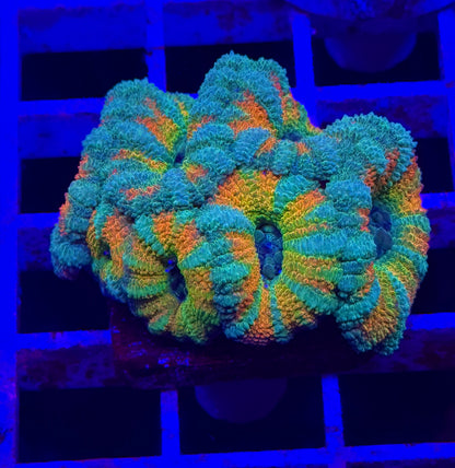 Sun God Malay Acan