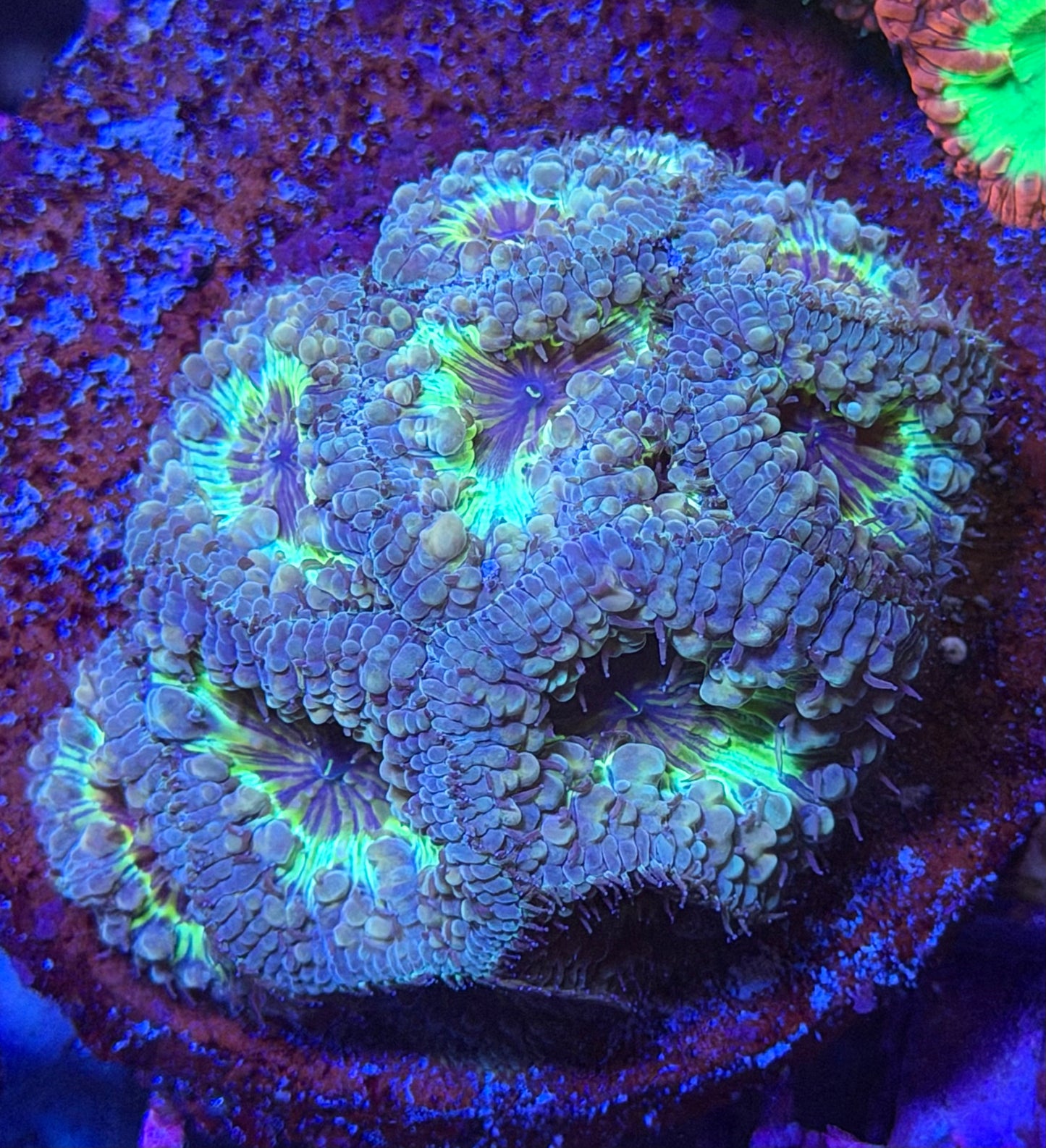 TPZ Pit Viper (Wellsi)