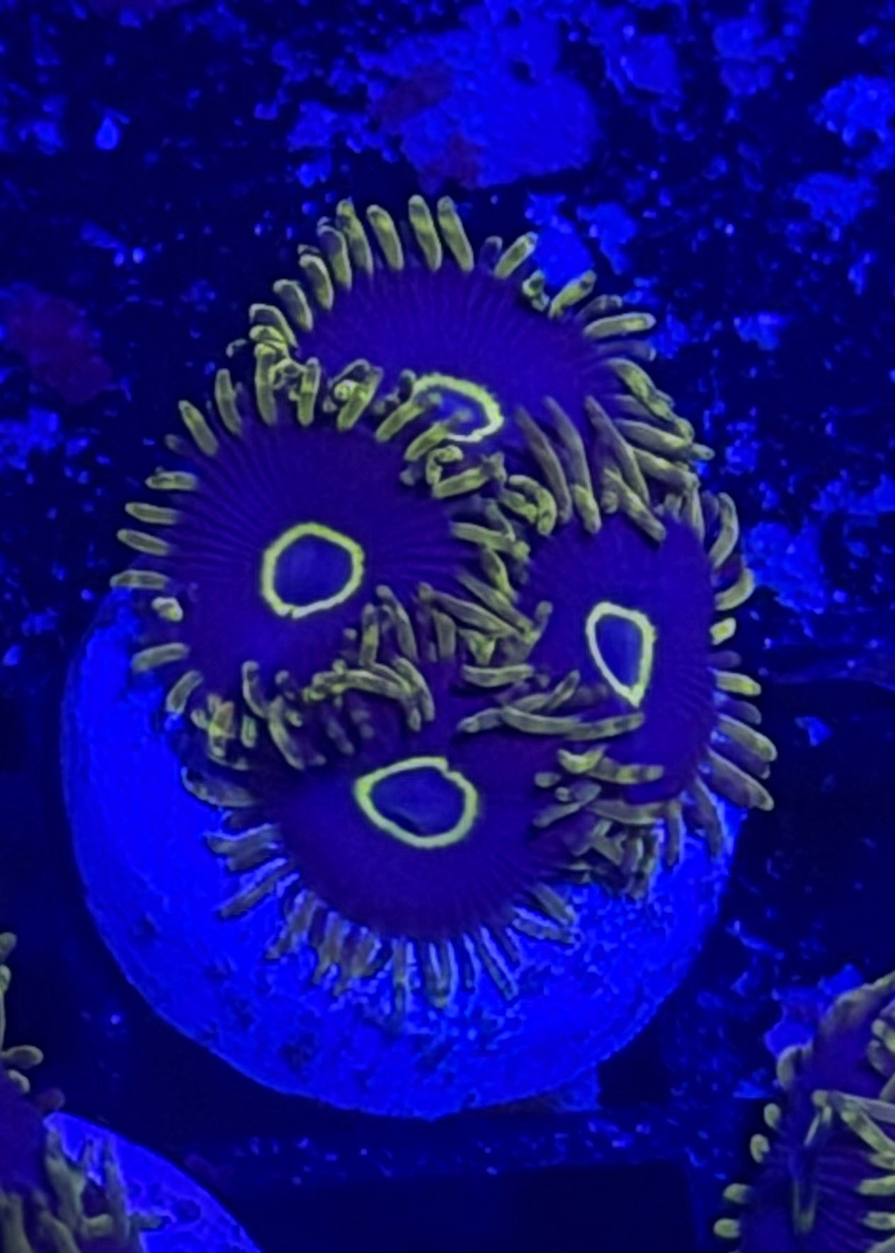 Purple Hornet Zoa