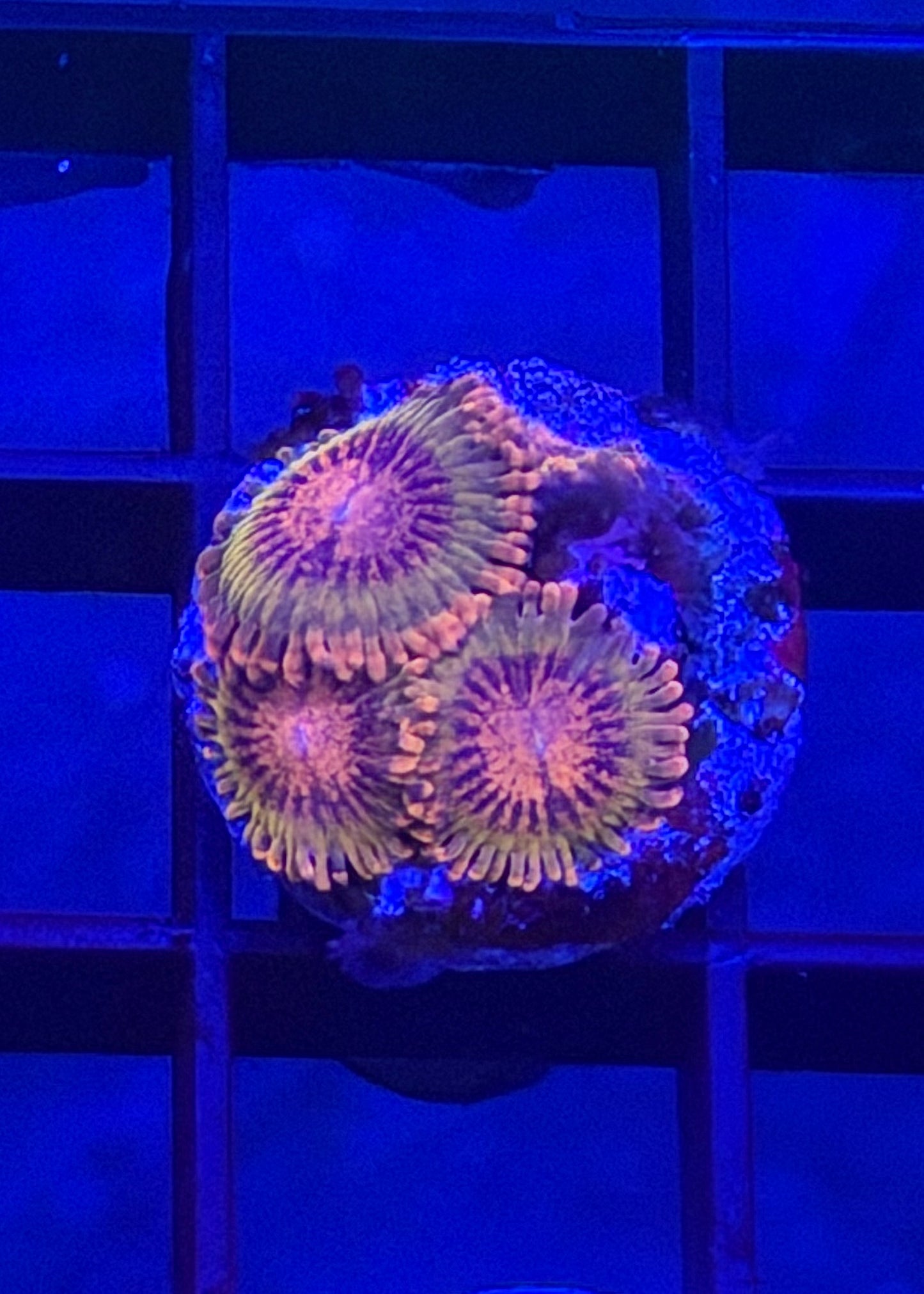 Speckled Krak Mini Colony