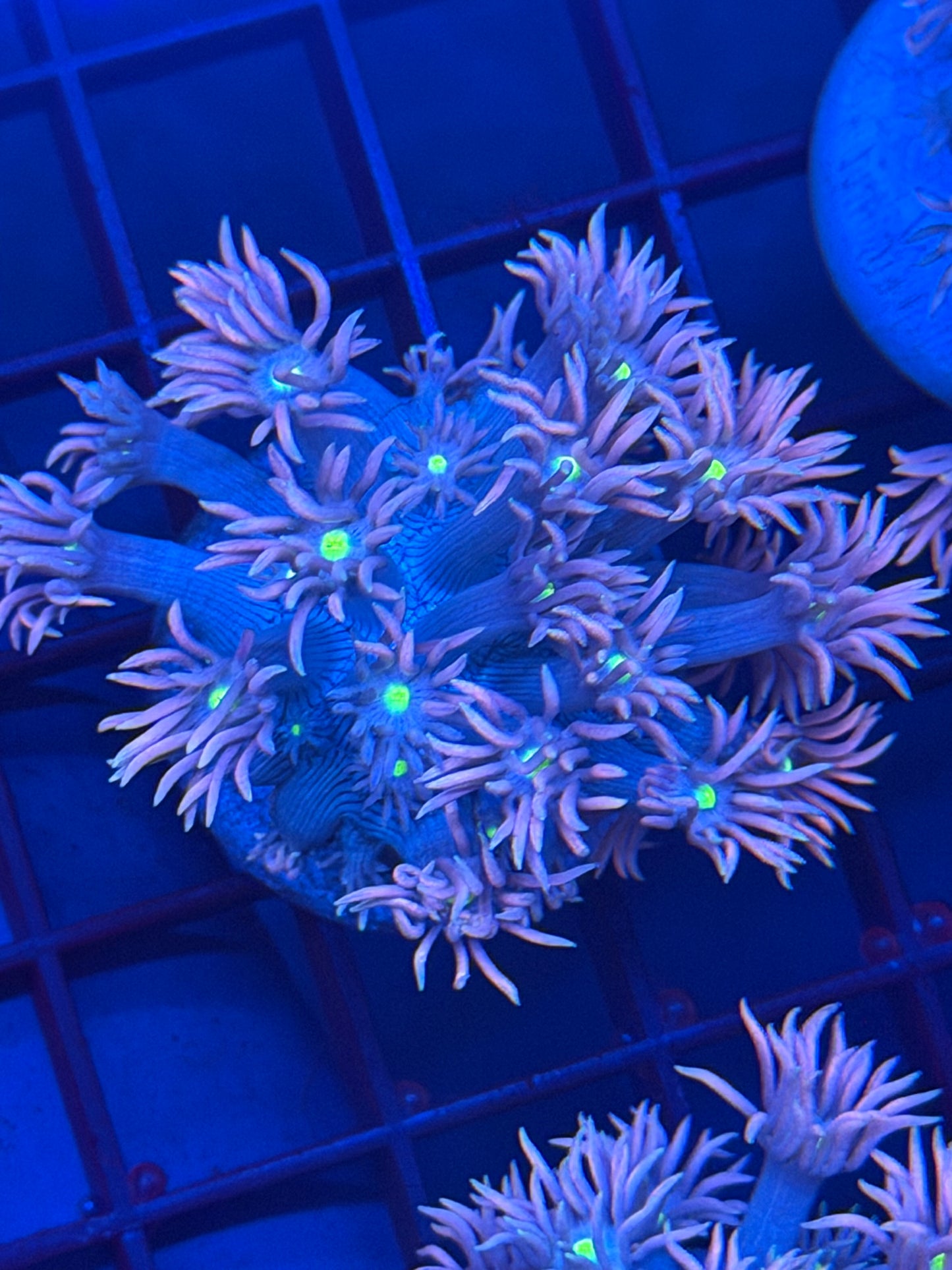 TPZ Pushing Up Daisies Goni