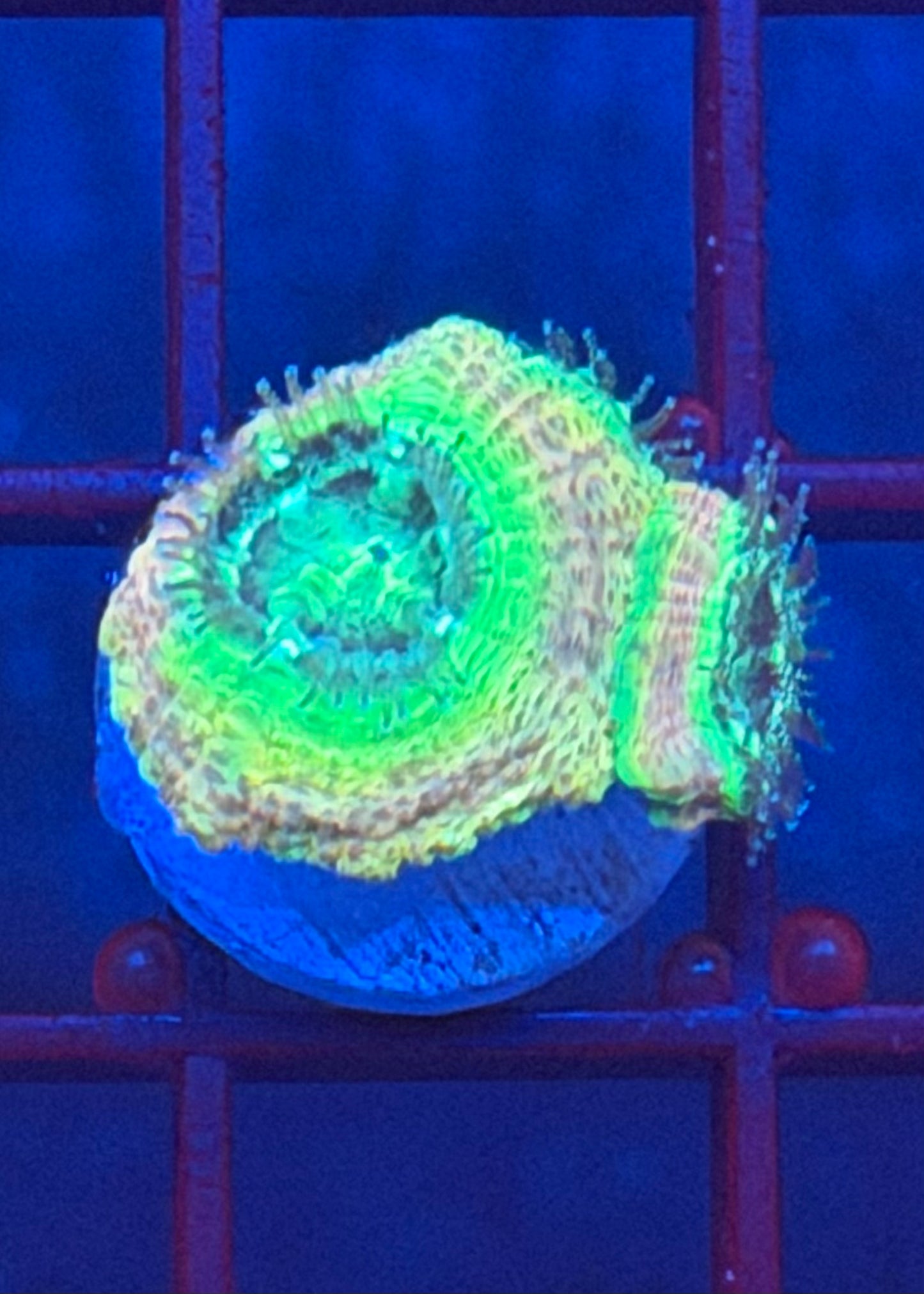 TPZ Hallucinogenic Lemonade Asian Acan