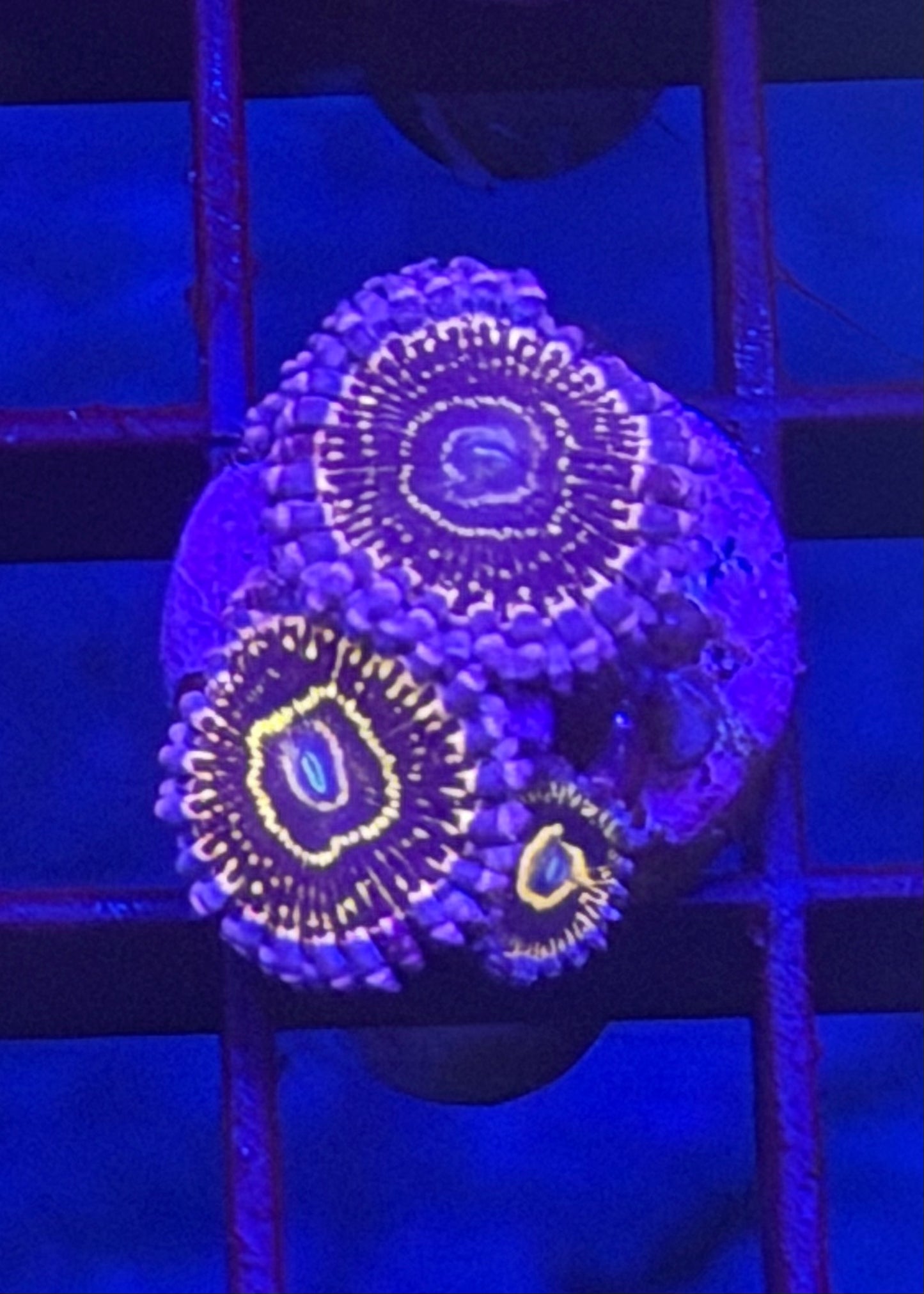 TPZ Indestructible Stratosphere Zoa