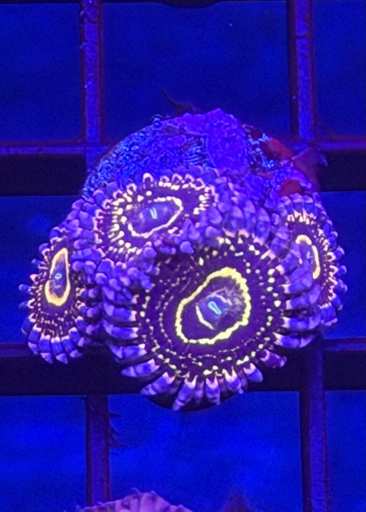 TPZ Indestructible Stratosphere Zoa