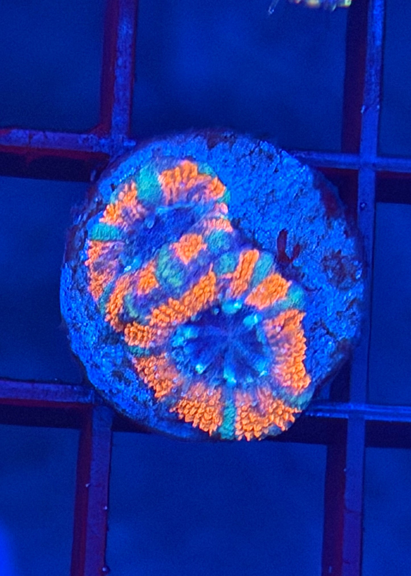 TPZ Midnight Sun Malaysian Acan